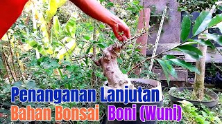 Penanganan Lanjutan Bahan Bonsai Boni (Wuni)