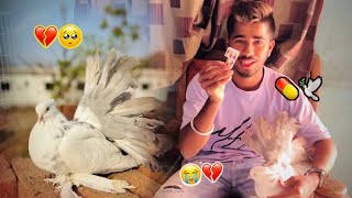 नविन कबुतर ला बघा काय झाल 💔🥺😭🕊️ || jatin mhatre vlog