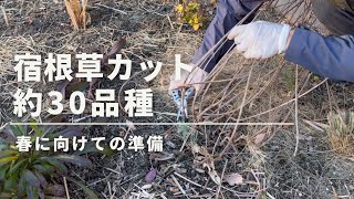 《春準備！宿根草約30品種カット》マルチングの材料を調達するため宿根草をカットしました！／メドウガーデンのグラス～宿根草・多年草・低木