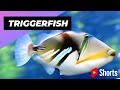 Triggerfish 🐠 One Of The Most Dangerous Ocean Creatures In The World #shorts #triggerfish #ocean