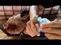 How to immunize your poultry  │ Chicken vaccination your chickens at home - Must Watch