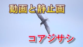 コアジサシを動画と静止画で見る・野鳥観察