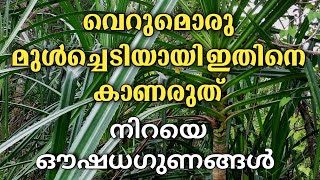 പൂക്കൈത | Pandanus odorifer | fragrant screw pine | kaitha | കൈനാറി | kainaari | ketakai