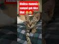 Manusia jahat bangett 😭#catlover #kucingsedih #cat #kucingjalanansedih #kucing #reels #shorts