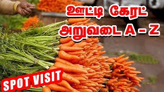 ஊட்டி வயலில் கேரட் பறிப்பு! SpotVisit