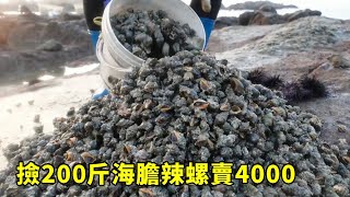 小漁凌晨趕海捅到海膽辣螺窩，一口氣撿200斤，賣了4000元直呼過癮【漁小仙】