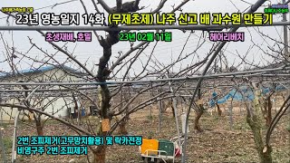 23년 나주 신고배 과수원 만들기 14화 - (영농일지) C열 조피제거 및 락카(페인트)전정 #2본주지 #조피 #고접 #락카전정 #페인트전정 #신고배 #어쩌다나주농부 #나주배