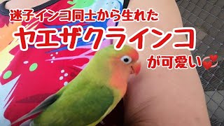 ［ヤエザクラインコ］ 迷子同士から生れたヤエザクラインコが可愛い