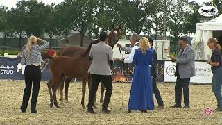 N 67 CB REMBRANDT   Arabian Horse Weekend 2021   International