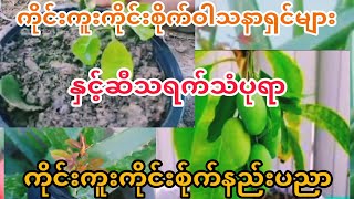 ကိုင်းကူးကိုင်းစိုက်ဝါသနာရှင်များ(winchannel)EP,3