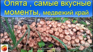 Опята Грибы Рецепт маринованных опят Следы медведя Опята поперли!