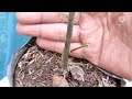 failed grafting of avocado with root stimulant