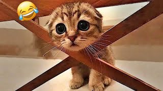 Funniest and Cutest Animals That’ll Brighten Your Day!🤣