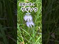 【サギソウ】湿地に白鷺が舞い降りた👼 shots