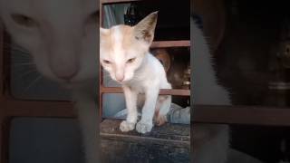 കുഞ്ഞൻ്റെ കുഞ്ഞ് കുസൃതികൾ #cat #cute #youtubeshorts #free #hachikoanimalrescue