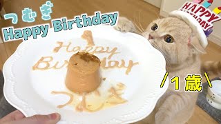 1歳の誕生日をちゅ〜るタワーでお祝いしたら、秒でペロリ！【ブリティッシュショートヘア 】