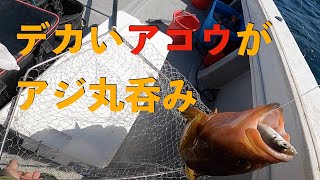 【日本海・長門沖】アジ泳がせで大型根魚釣り！船釣り楽しすぎ！【広ヲタ釣り部】