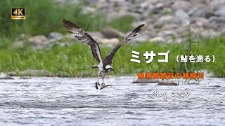 2024 ミサゴ（鮎を漁る）【4ｋ】／山岳詩＿NikonＺ9