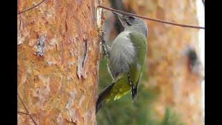 Седой дятел. Самец ( Picus canus )