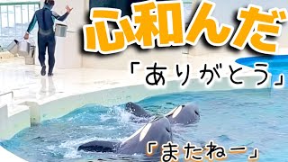 シャチ２頭とトレーナーのやり取りがコントのようだった　鴨川シーワールド　ラビー　ラン