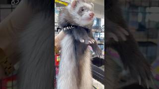 横浜　フェレット　お店1番のおデブ #フェレットのいる暮らし #フェレットワールド #フェレットワールド店 #ferret #可愛い #おもすぎ