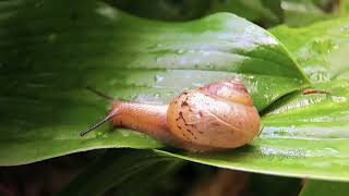 微距视频1 蜗牛🐌 #macrovedio #snail