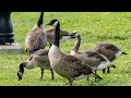 Why Do Geese Fly South for the Winter?