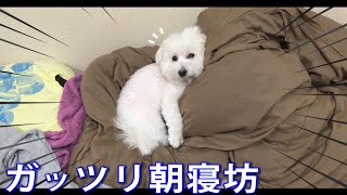 朝寝坊をガッツリ決め込んで布団から起きない犬！ビションフリーゼ