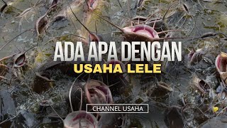 MENARIKNYA USAHA IKAN YANG PALING POPULER DI INDONESIA