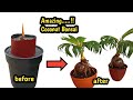 CARA MENGECILKAN DAUN BONSAI KELAPA || COCONUT BONSAI