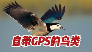 【候鸟不会迷路？为什么？】自带GPS的鸟类 | 动物百科 | 小知识 | 鸟类