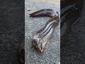 釣り上げたウツボは危険　 short ワカウツボ 釣り fishing