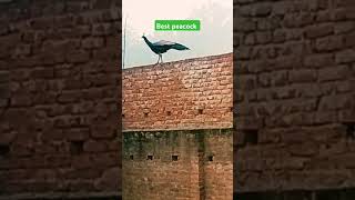 🦚🦚Best peacock beautyful peacock #viral video#birds #animals # beautyful peacock voice# short #viral