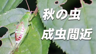 クモみたいだった幼虫が大人の姿に…【アオマツムシ(終齢幼虫)】