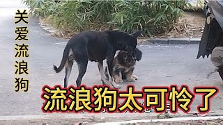 认识三年的流浪狗，这一窝又生了三只，能力有限，无法领养它们【敏敏三轮自驾游】