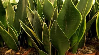 Sansevieria trifasciata 'Black Superba'