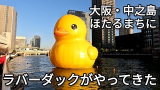 【ラバーダック】大阪中之島・ほたるまちに巨大あひるがやってきた Florentijn Hofman Giant Rubberduck Osaka【4K】【Gopro HERO 10】