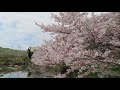 【井原鉄道アート列車と満開の桜】✨