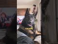 retired police dog reacts to his owner saying a foul word😁 germanshepherd dog puppy viralvideo