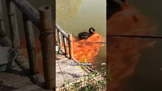 ¿Por Qué Estos Peces Siguen A Este Cisne Negro?