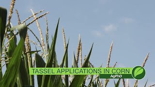 Tassel Applications In Corn #1056 (Air Date 7-1-18)