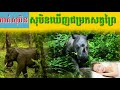 សុបិនឃើញជម្រកសត្វ