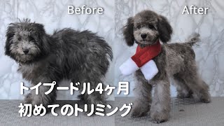 Poodle Groomingトイプードル4ヶ月の仔犬初めてのトリミング