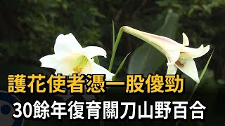 30餘年傻勁　關刀山「護花使者」成功復育上千朵野百合－民視新聞