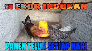 11 Ekor Indukan Ayam Kampung Panen Telur Setiap Hari