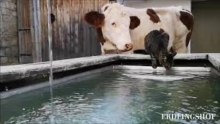 Kalb Milo und Katze Lilly treffen sich am Brunnen