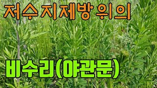 비수리(야관문)어린모습- 천연비아그라,간과신장을좋게하고,정기를북돋아주는 산나물