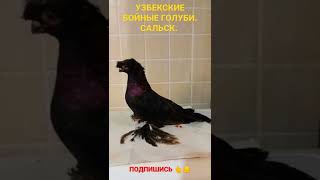 Узбекские бойные голуби. Виктор. Сальск. 2022.г.🎥🇷🇺🕊️