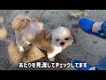 散歩嫌いなシーズー犬がドッグランへ初挑戦！