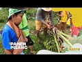 Panen Pisang | SI BOLANG (19/01/23)